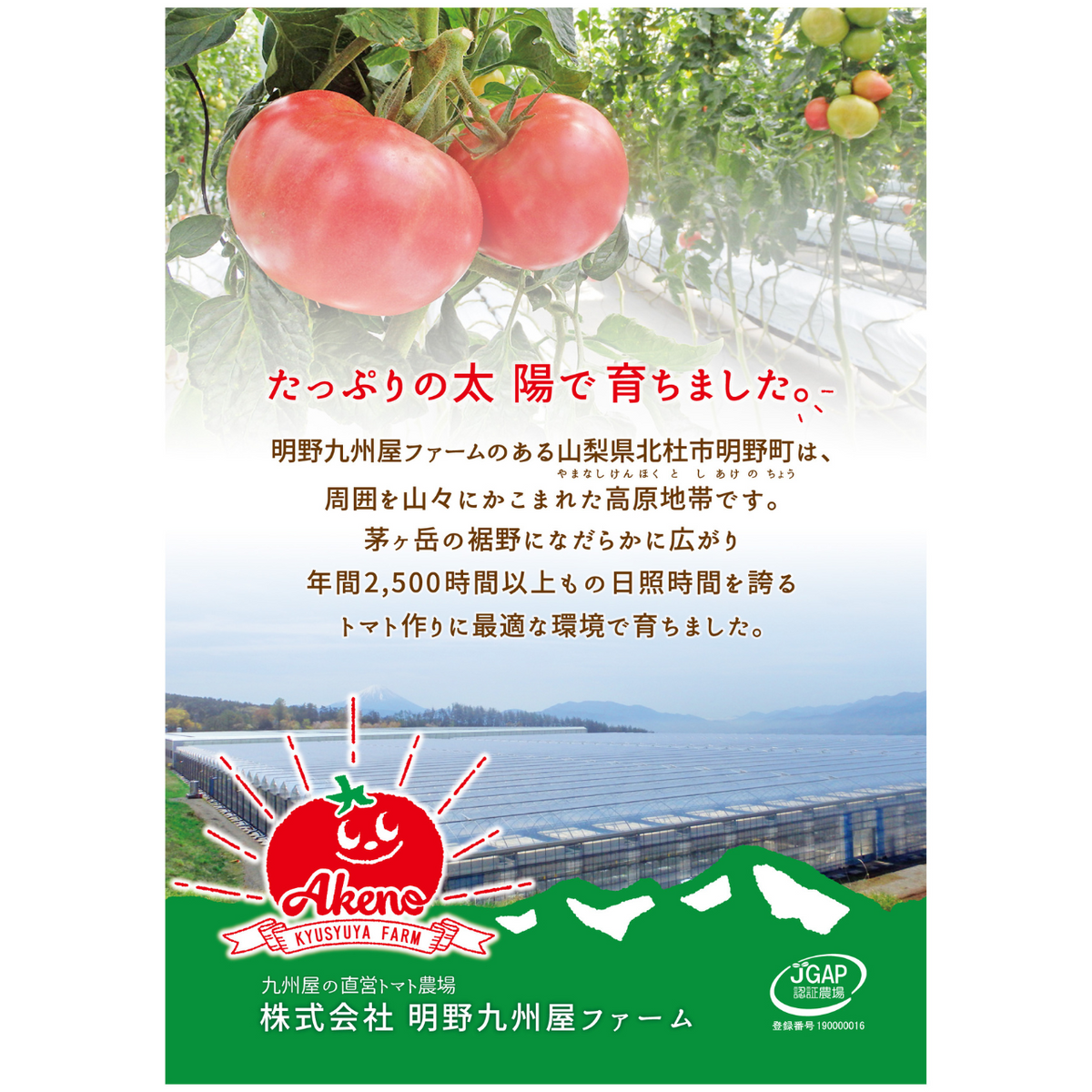 産地直送〉 セットB「明野トマト」と「やまそだち」有機野菜のコラボ