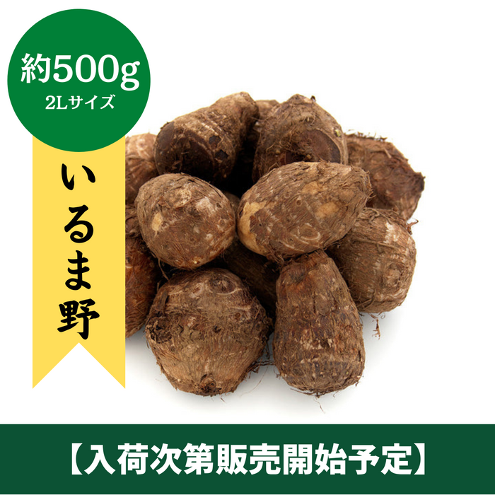 ◆入荷開始次第販売開始予定◆
埼玉県産
いるま野さといも
約500g　(2Lサイズ)