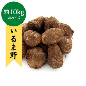 ◆入荷開始次第販売開始予定◆
埼玉県産
いるま野さといも
約10kg　(2Lサイズ)