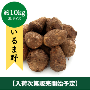 ◆入荷開始次第販売開始予定◆
埼玉県産
いるま野さといも
約10kg　(2Lサイズ)