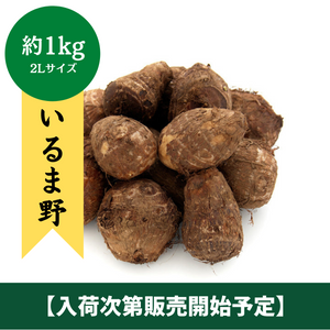 ◆入荷開始次第販売開始予定◆
埼玉県産
いるま野さといも
約1kg　(2Lサイズ)