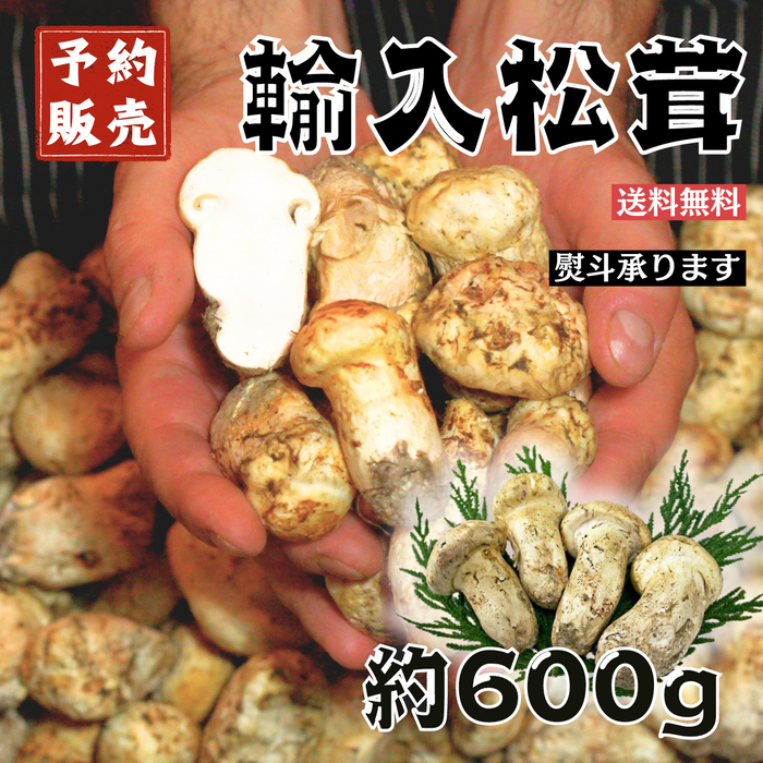 【予約販売】カナダ産又はアメリカ産 
松茸 
約600g 10～24本　※すだち付