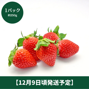 ◆12月9日頃販売予定◆
熊本県産 
ゆうべに 1パック 
（約250g平パック）