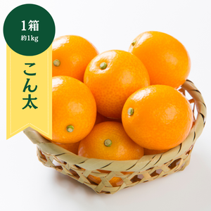 〈ギフト〉
静岡県産 
金柑「こん太」
1箱 約1kg