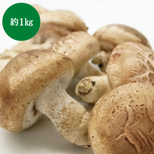 岩手県産他　菌床生椎茸　約1kg