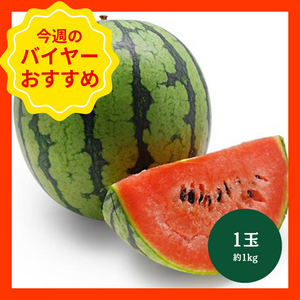 【3/8からおすすめ商品】小玉西瓜　1玉(約1kg)　群馬県産他　