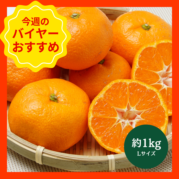 【12/14からおすすめ商品】■糖度12度以上■木熟みかん　約1kg(Lサイズ)　和歌山県産