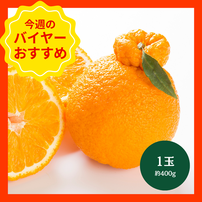 【12/14からおすすめ商品】葉付きデコポン　1玉(約400g)　熊本県産