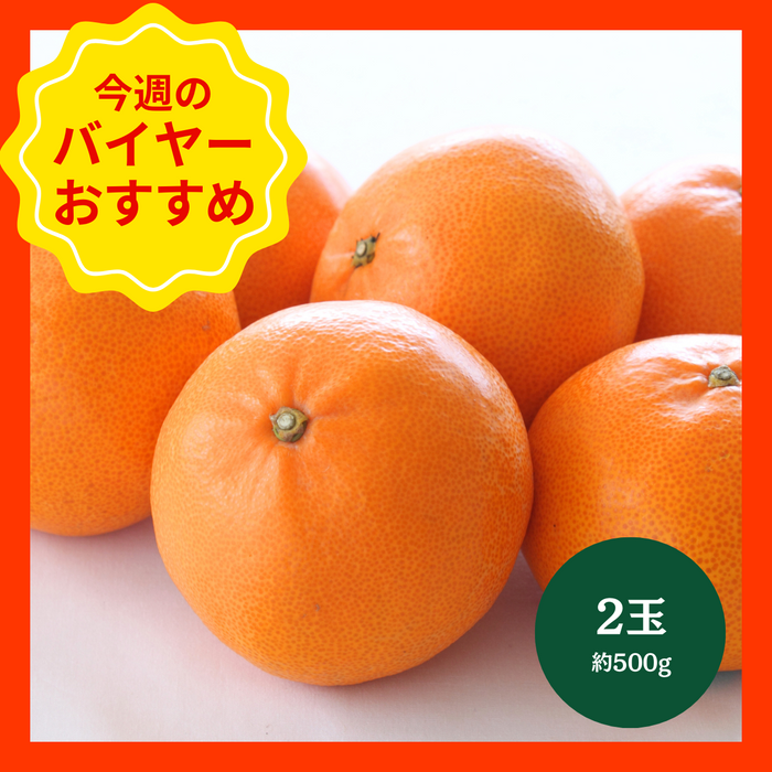 【1//11からおすすめ商品】麗紅柑　2個(約500g)　愛知県産他