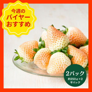 【3/8からおすすめ商品】大場さんの淡雪いちご　2パック(約250g×2　平パック)　茨城県産　