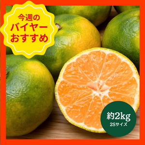 【9/14からおすすめ商品】肥のあかりみかん　約2kg(2Sサイズ)　熊本県産