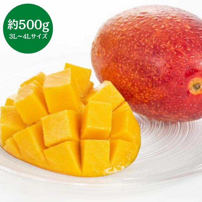 宮崎県産 
完熟マンゴー 
3L～4Lサイズ
1個（約500g）