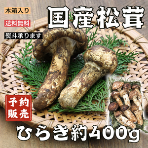 【予約販売】国産松茸 
岩手県産 
ひらき 
約400g 　※すだち付