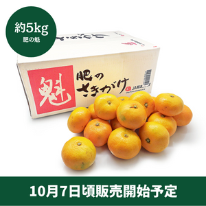 ◆10月7日頃販売開始予定◆〈ギフト〉
【糖度11度以上】熊本県産 肥の魁みかん　約5㎏（S～Mサイズ）