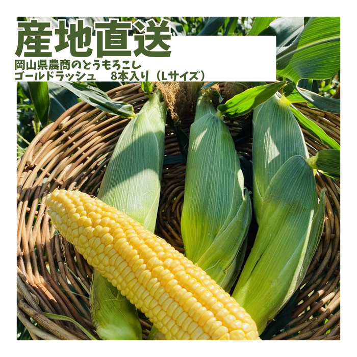 【産地直送】岡山県農商のとうもろこし「ゴールドラッシュ」 8本入り（Lサイズ）【送料無料】