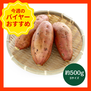 【10/19からおすすめ商品】安納芋　約500g(サイズおまかせ)　鹿児島県産