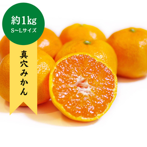 愛媛県産 真穴みかん 約1kg（S～Lサイズ）