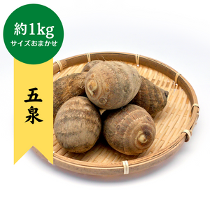 新潟県産 
五泉の里芋
約1kg(サイズおまかせ)