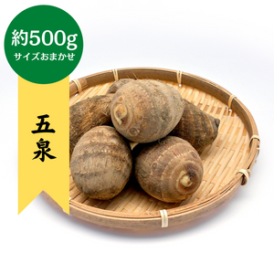 新潟県産 五泉の里芋約500g(サイズおまかせ)