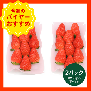 【1/18からおすすめ商品】スカイベリー　2パック(約250g×2　平パック)　栃木県産